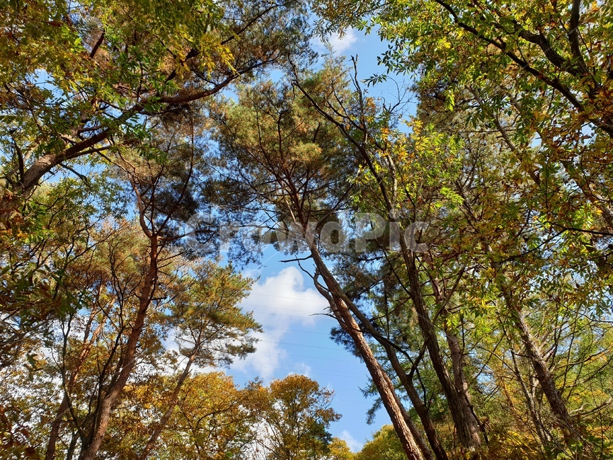 한국,한국자연,가을,fall,autumn,11월,november,leaf,fallen,낙엽,나무,tree,하늘,파란하늘,푸른하늘,숲속,산림,삼림,자연,nature,forest,wood,sky,cloud,풍경,자연풍경,landscape,산책,산책길,가을산책,숲,식물,plant,초목,단풍,leaves,가을,계절,fall,autumn,season,자연,풍경,nature,landscape