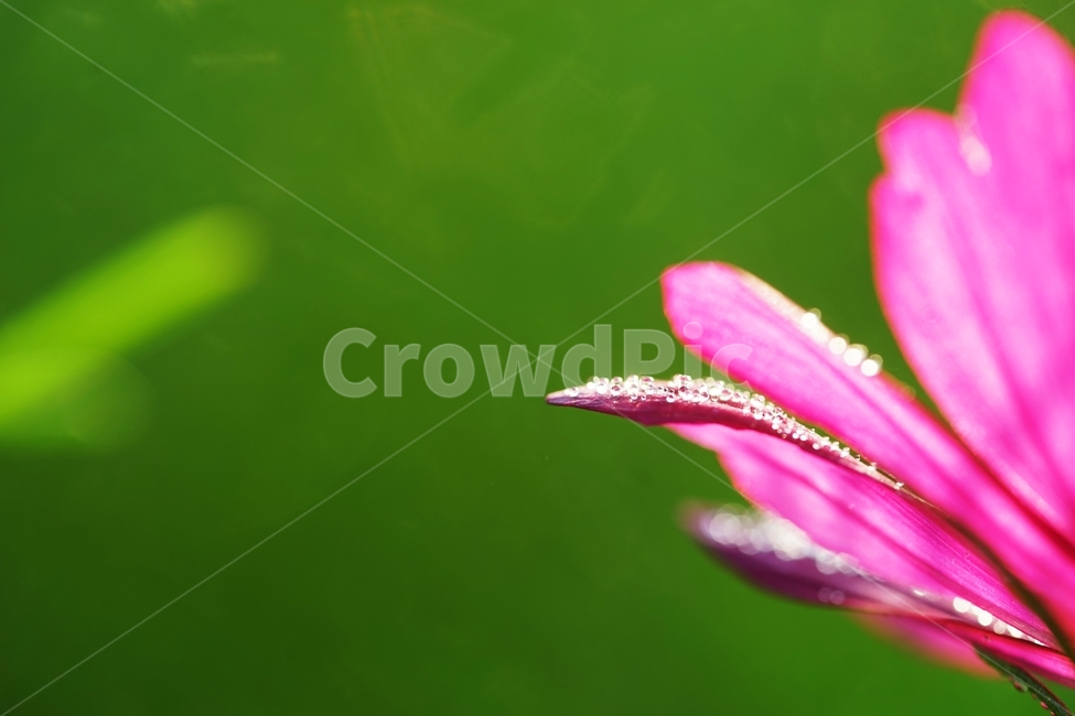 코스모스,꽃,식물,아침이슬,가을,식물,자연,plants,nature,꽃,flower