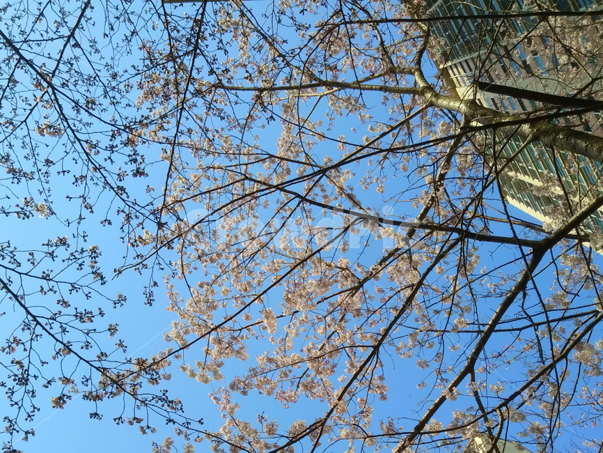 plant,식물,tree,나무,treetrunk,나무줄기,벚꽃,꽃,벚나무,봄,계절,자연,봄꽃,낮,야외,아파트,나뭇가지,flower,branch,spring,season