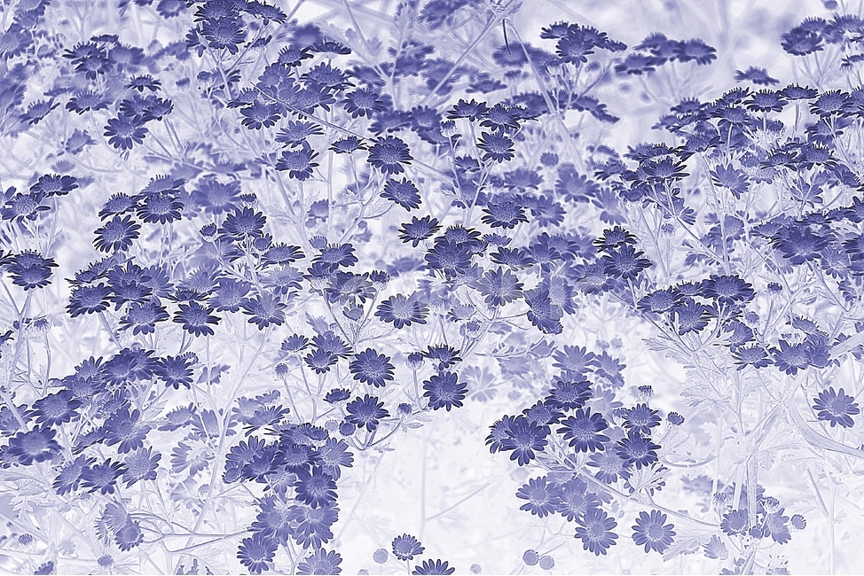 보라색,들국화,보라,가을,파란꽃,식물,자연,plants,nature,꽃,flower,흑백,모노톤,monochrome,black and white