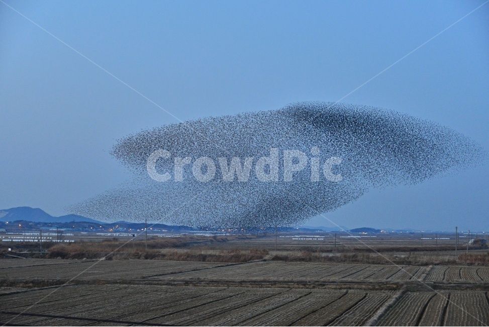 nature,자연,outdoors,옥외,animal,동물,flock,대군,고창,동림지,가창오리,가창오리군무,군무,농경지,농업,농사,경작,자연,풍경,nature,landscape