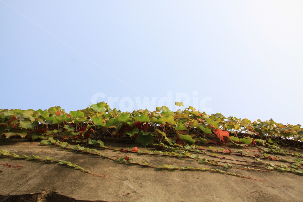 절벽,꽃,풍경,하늘,잎,식물,자연,plants,nature