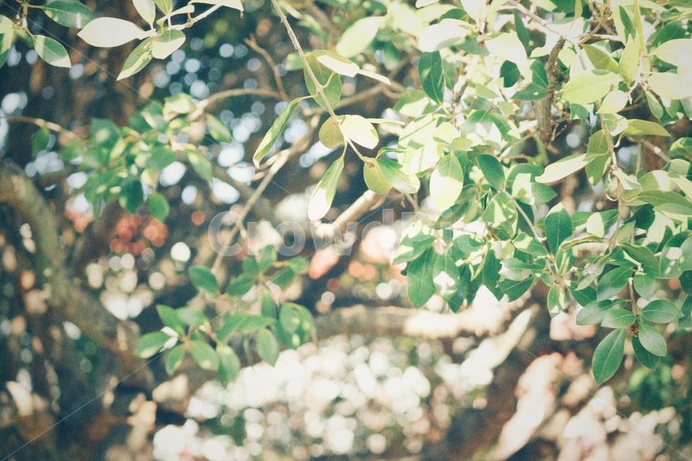 나무,tree,은목서,나뭇잎,leaf,식물,자연,plants,nature,감성,sensible,feeling,휴식,힐링,rest,relaxation,healing