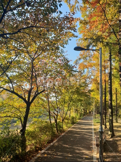숲,산책,길,자연,나무,힐링,가을,계절,fall,autumn,season,road,도로,tree,plant,식물