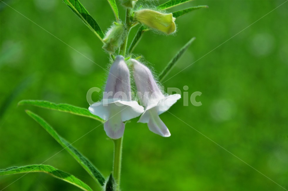 참깨,참깨꽃,임자,호마,재배식물,참깻과,일년생,식물,자연,plants,nature,꽃,flower