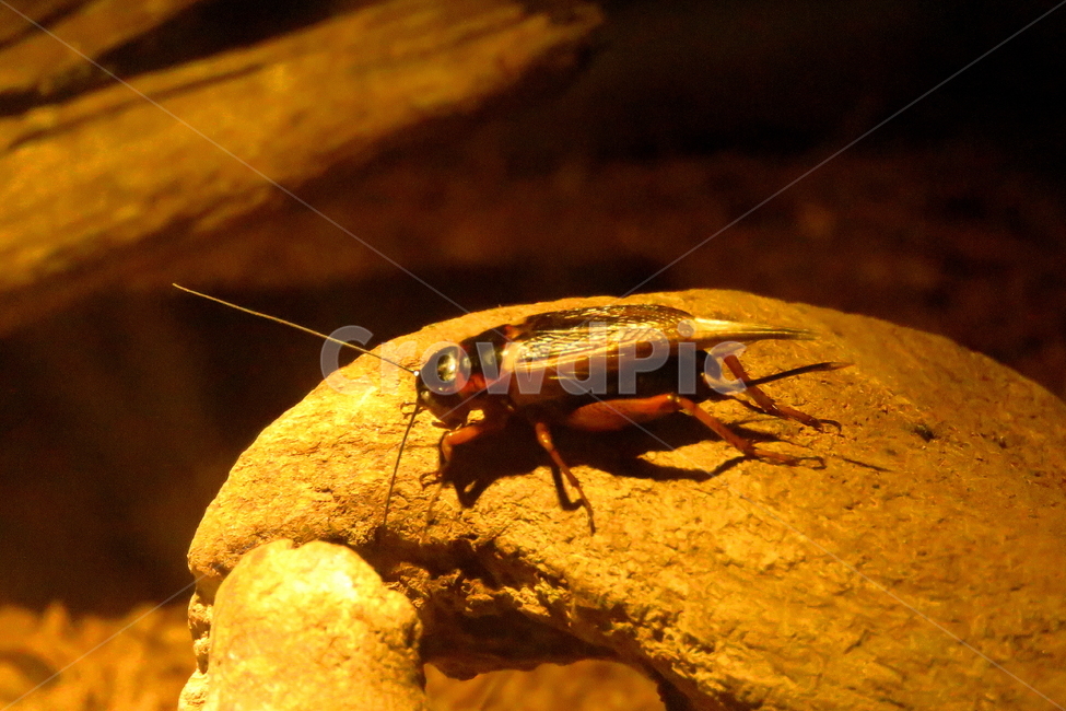 곤충,벌레,동물,귀뚜라미,자연,동물,animal,곤충,벌레,insect,bug