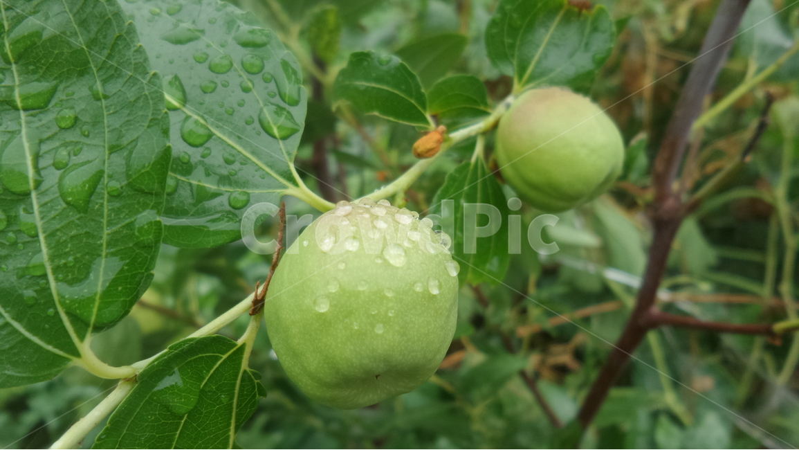 대추,낙엽활엽교목,갈매나무과,관상용,약용,열매,식물,자연,plants,nature,과일,열매,fruit