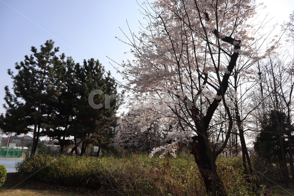 벚꽃,봄,꽃,나무,cherryblossoms,flower