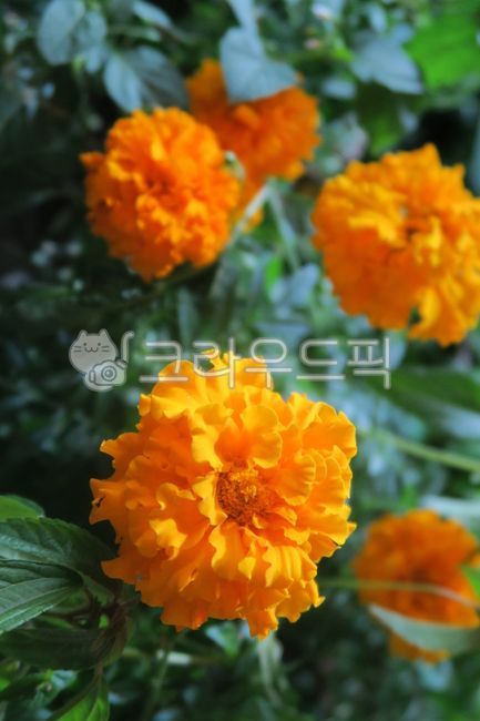 천수국,아메리카메리골드,꽃,flower,꽃잎,petal