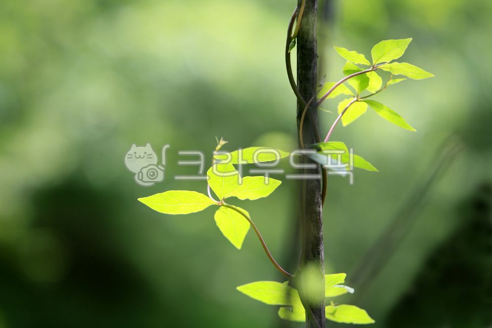 leaf, 잎, 더덕, 덩굴, 식물, 사진,이미지,일러스트,캘리그라피 - ufokim작가