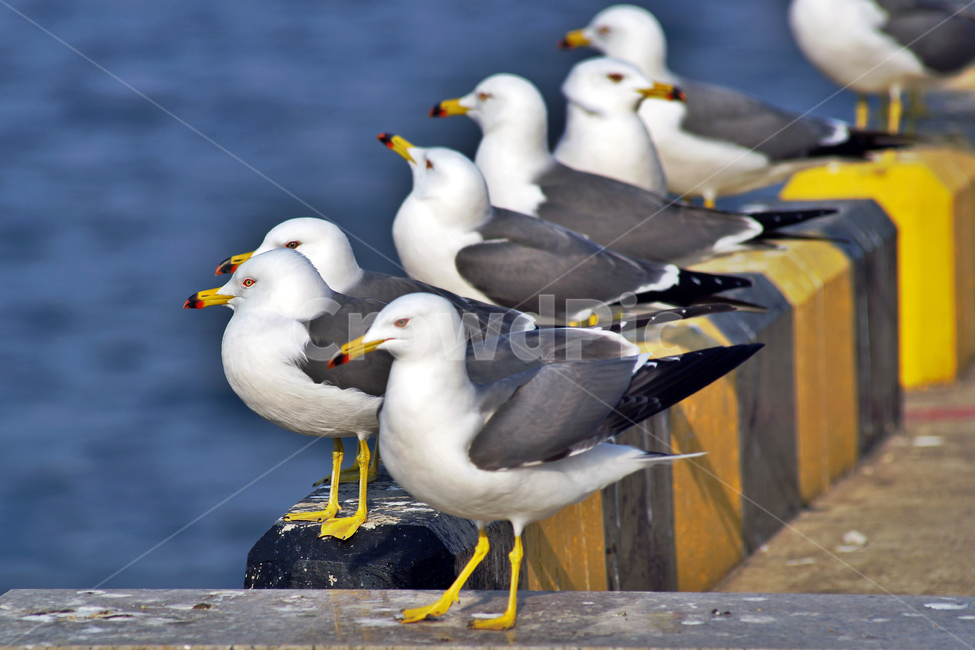 갈매기,조류,새,바다,commongull,seagull,동물,부리,동물,animal,조류,새,birds