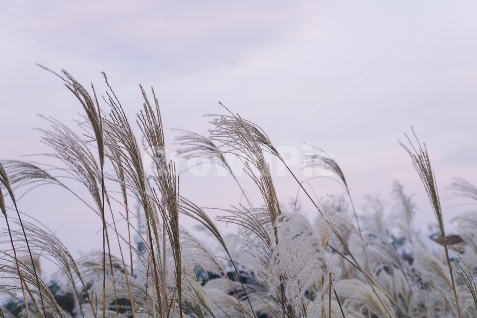 nature,자연,outdoors,옥외,갈대,풍경,plant,식물,reed