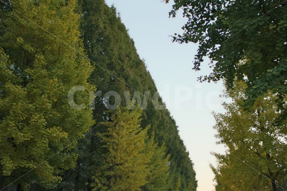 나무,파란,푸른,하늘,군락,배경,풍경,잎,힐링,식물,산책,계절,fall,autumn,season,nature,plants,trees,wood,자연,풍경,nature,landscape,식물,plants,나무,trees,wood,tree,plant,conifer,구과 식물,fir,전나무