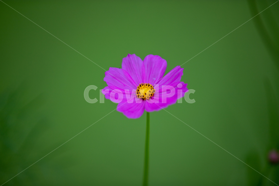 코스모스,꽃,녹색,flower,cosmos,감성,한송이,하나,꽃하나,식물,자연,plants,nature,꽃,flower