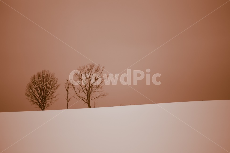 Winter,snowy landscape,snow,snowfield,winter scenery,tree,tree silhouette,old tree,tranquility,stillness,loneliness,sentiment,minimal,minimal landscape,negative space,simplicity,sunset,twilight,pink sky,pastel tones,sky,nature,scener