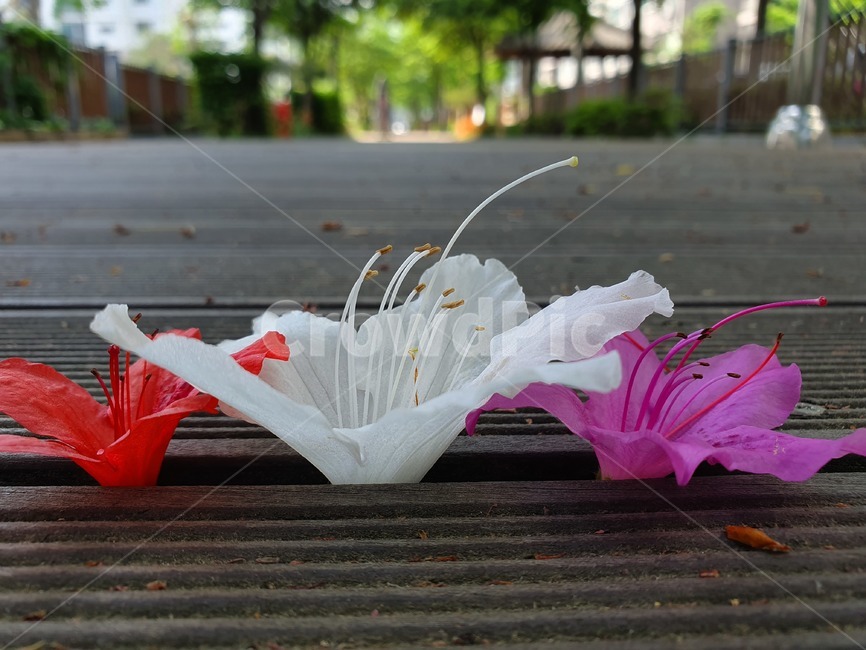 날씨,꽃,도심속꽃,꽃공원,꽃장식,꽃,flower