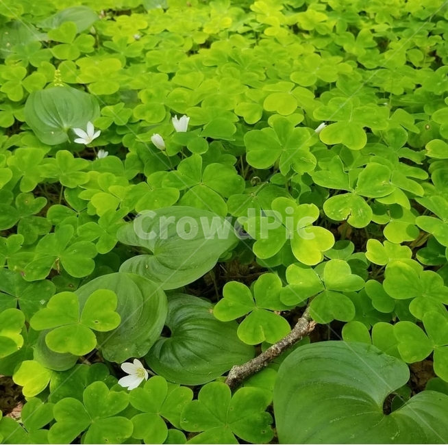 초록,세잎클로버,여름,상쾌한,푸른,시원한