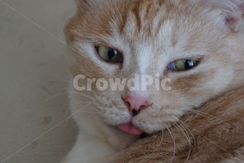 동물,고양이,코라안숏헤어,코숏,냐옹이,동물,animal,포유류,mammal,고양이,cat,kitten,kitty