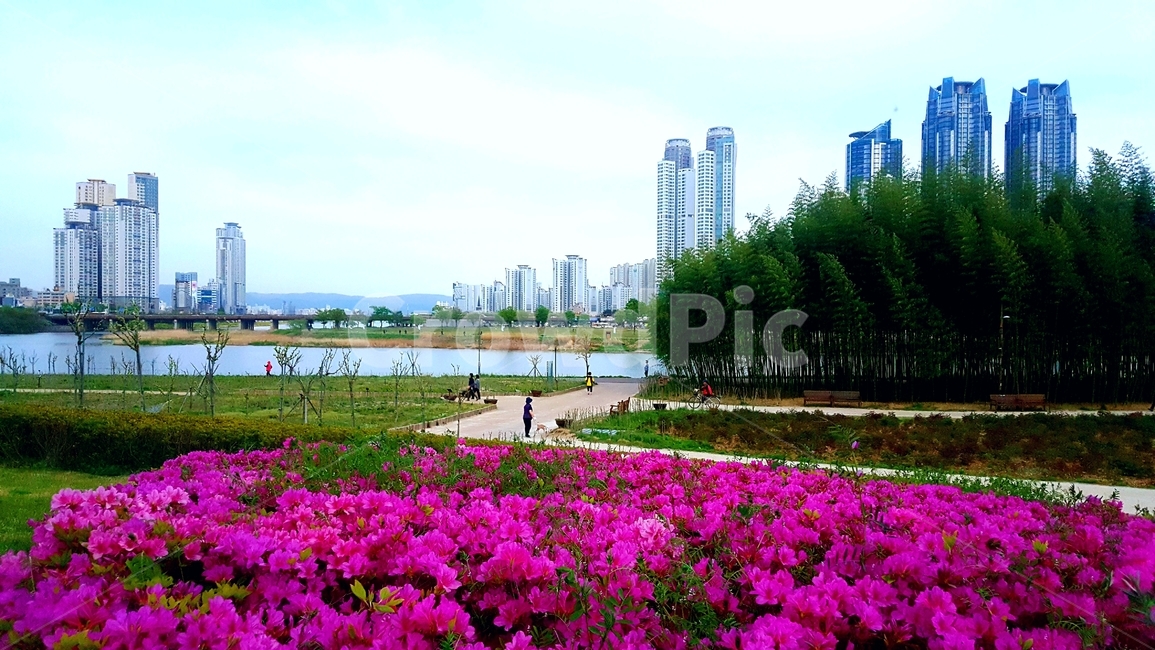 도라지꽃,펜지,태화강연산홍,빗방울,cityriver