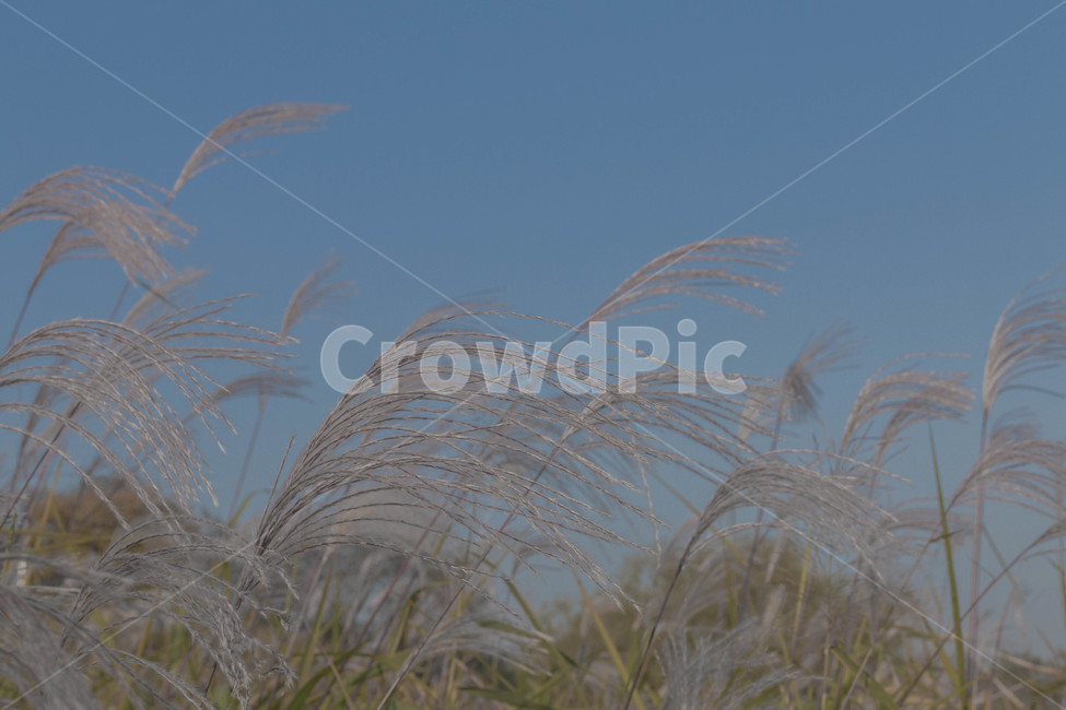 가을,갈대,노을,하늘,가을하늘,공원,가을,계절,fall,autumn,season,식물,자연,plants,nature,grass,잔디,plant,lawn,reed