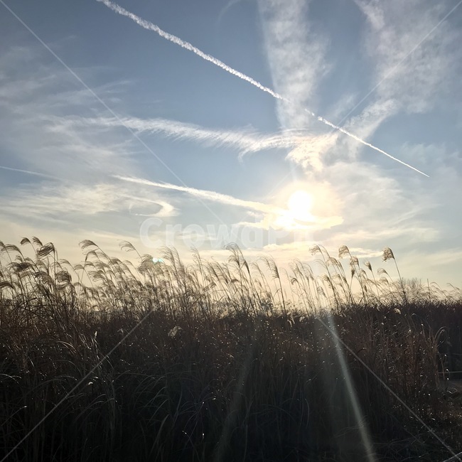 plant,식물,grass,잔디,light,빛,sunlight,햇빛,하늘,sky,풍경,억새,겨울,하늘공원,자연,winter,park,구름,cloud,flamegrass,자연광,역광,감성,자연적,태양,바람,wind