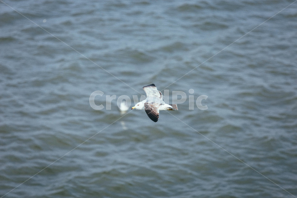 seagull,바다,갈매기,animal,동물,bird,새,flying