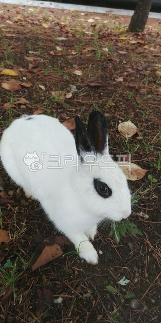 토끼,산토끼,흰토끼,동물,검은귀토끼