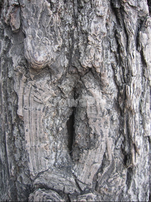 나무,나무껍질,나무표면,나무질감,나무재질,텍스쳐,질감,질감표현,tree,wood,texture,패턴,나무,trees,wood,텍스처,질감,패턴,texture,pattern