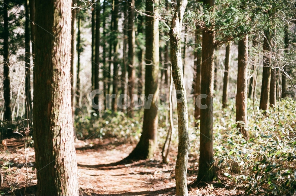 나무,숲,자연,wood,forest,nature,필름사진,자연,풍경,nature,landscape,식물,plants,나무,trees,wood,감성,sensible,feeling,휴식,힐링,rest,relaxation,healing,vegetation,초목,plant,woodland,삼림지,outdoors,옥외,land,땅,tree,grove,작은 숲