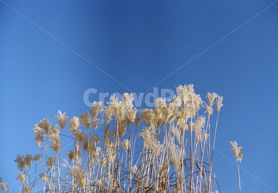 필름사진,억새,억새풀,수원화서공원,풍경사진,가을,계절,fall,autumn,season,식물,자연,plants,nature,감성,sensible,feeling,grass,잔디,plant,lawn