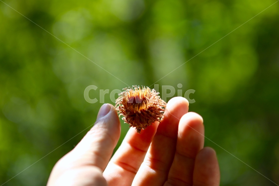 자연,도토리머리,초록,손,hand,식물,자연,plants,nature,사람,인물,인간,human,person,신체일부,몸,body
