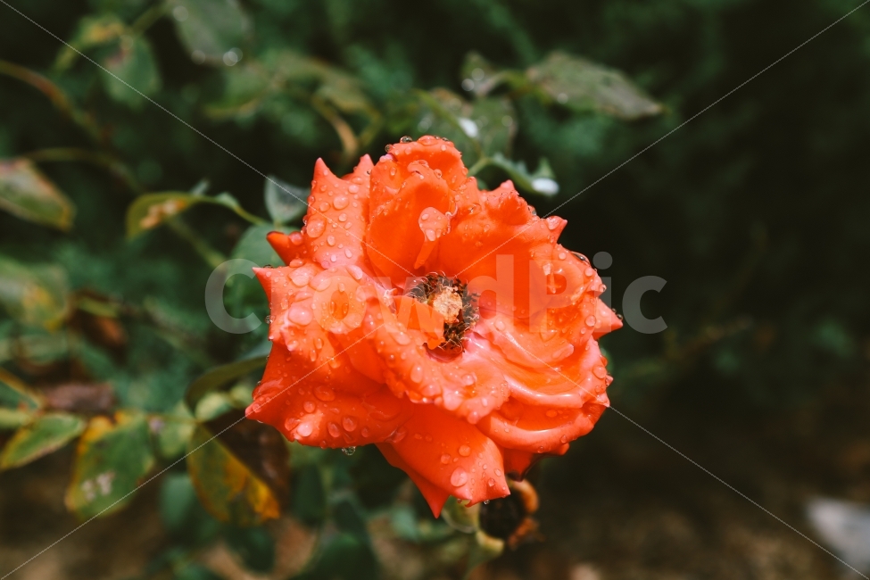 꽃,식물,여름,감성사진,비오는날,빗물,물방울,자연,풍경,식물,자연,plants,nature,꽃,flower,감성,sensible,feeling