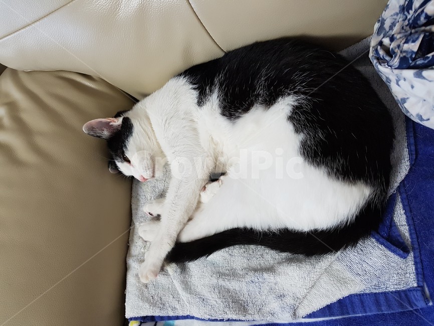 고양이,검정,흰색,검은색꼬리,핑크색코,발톱,동물,animal,포유류,mammal,고양이,cat,kitten,kitty