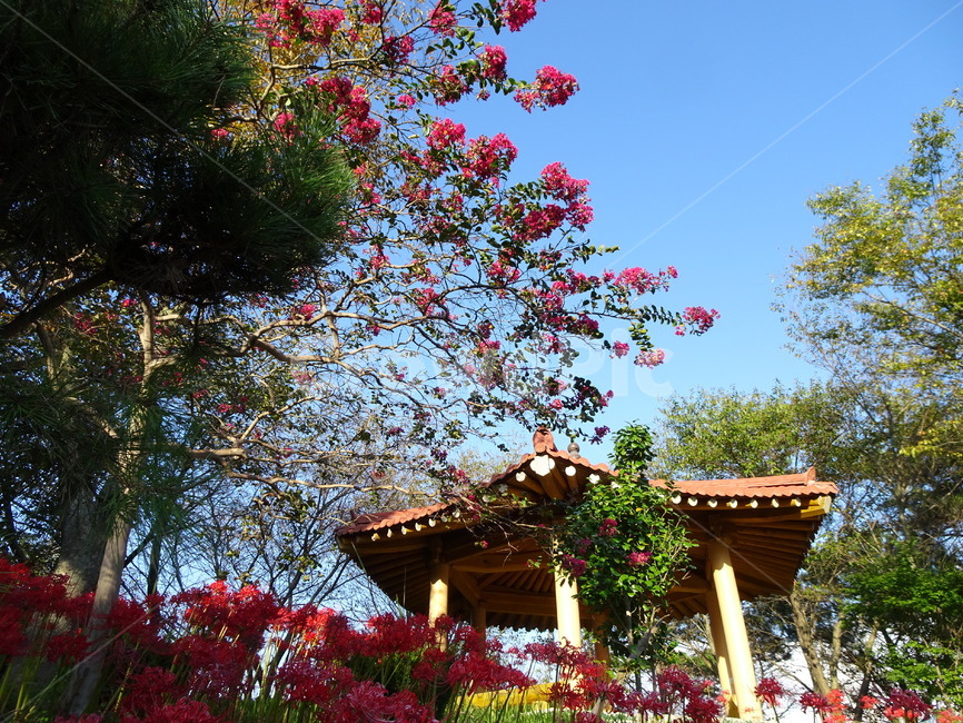 꽃,꽃무릇,상사화,산,봉대산,백일홍,빨강,분홍,자연,풍경,nature,landscape