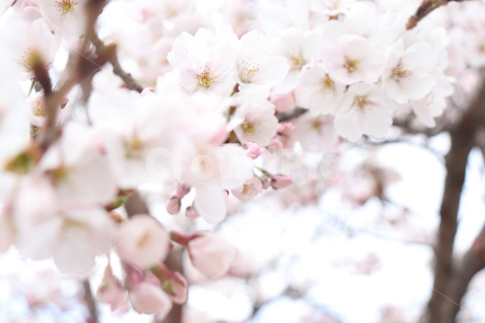 봄,꽃,벚꽃,나무,flower