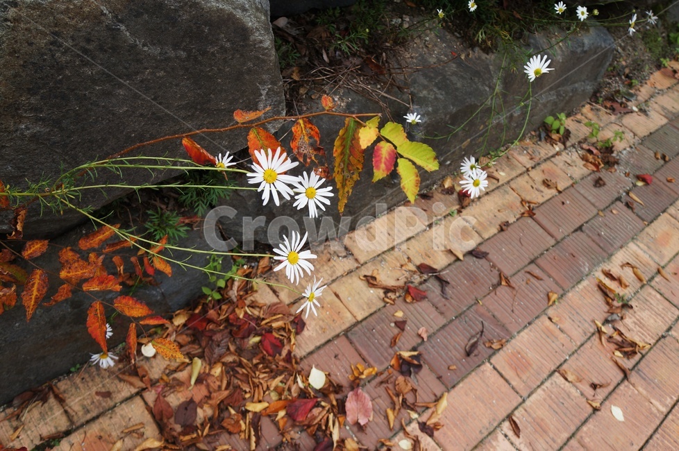 구절초,국화,가을,단풍,담쟁이덩굴,가을꽃,하얀꽃,가을,계절,fall,autumn,season,plant,식물,leaf,잎
