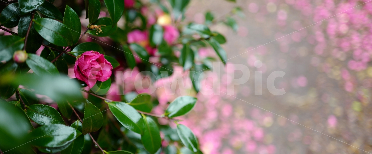 꽃잎,동백꽃,꽃,한송이,제주도,동백나무,겨울꽃,식물,자연,plants,nature,꽃,flower,감성,sensible,feeling