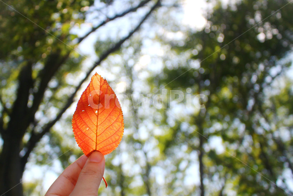자연,잎,낙옆,하늘,나무,초록,green,red,손,손가락,가을,계절,fall,autumn,season,식물,자연,plants,nature,감성,sensible,feeling,휴식,힐링,rest,relaxation,healing,plant,leaf,veins,정맥