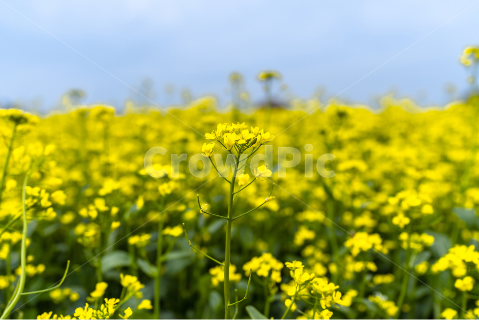 유채꽃,파란,하늘,꽃,자연,나무,구름,sky,tree,cloud,rapeflower,flower,식물,자연,plants,nature,꽃,flower
