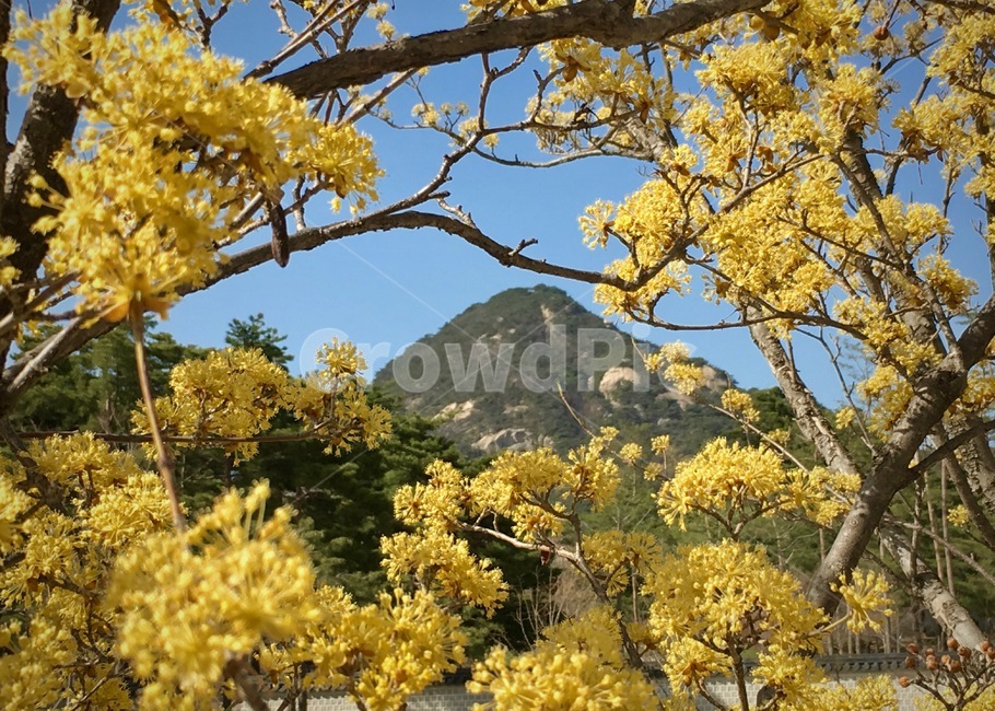 경복궁나들이,북악산,고궁나들이,산수유,봄나들이,봄꽃