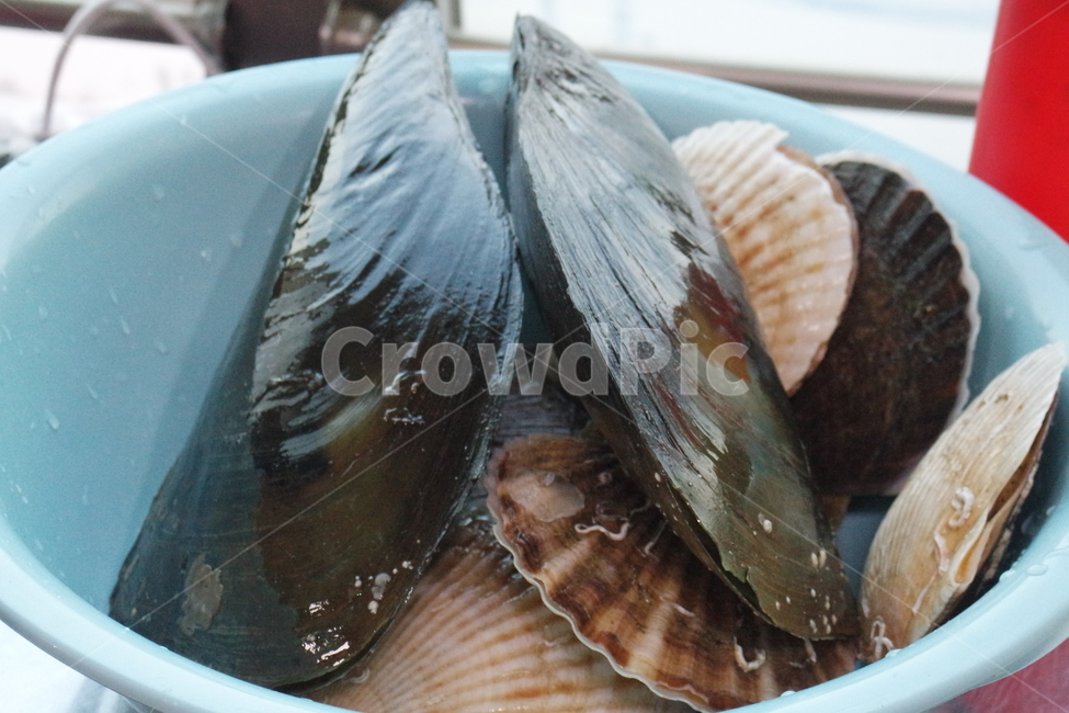 키조개,가리비,clam,seashell,조개,animal,동물,수산물,해산물,fishery products,seafood