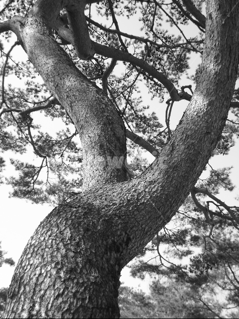 의림지,소나무,나무,유원지,숲,자연,식물,자연,plants,nature,나무,trees,wood,흑백,모노톤,monochrome,black and white