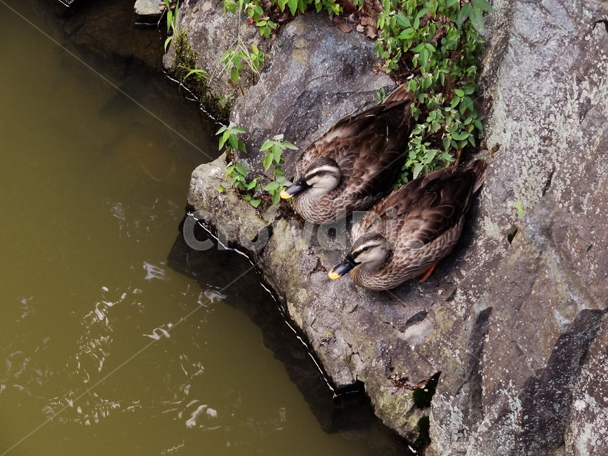 duck,bird,animal,오리,동물,조류,동물,animal,조류,새,birds