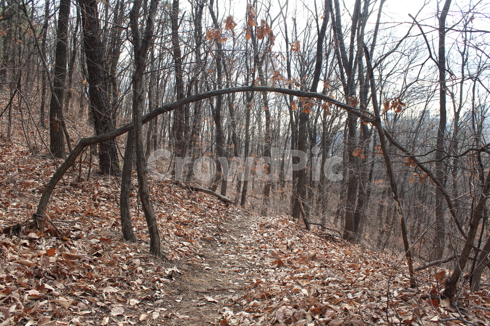 ground,바닥,tree,나무,leaf,잎