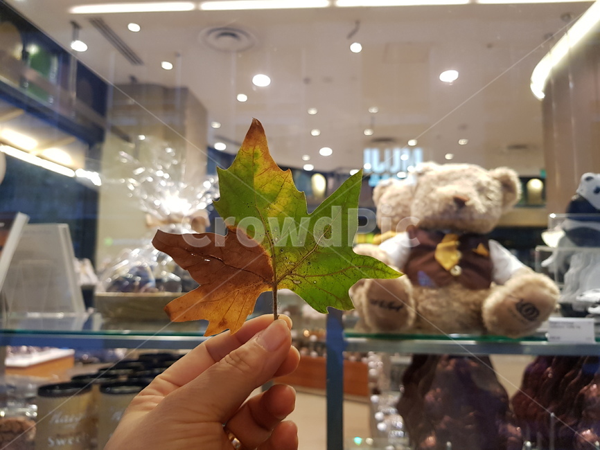 낙엽,단풍,쇼윈도,곰인형,가을,leaf