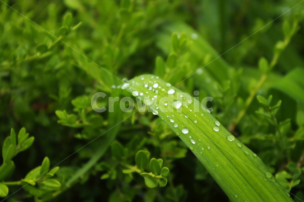 식물,초록,풀,이슬,plant,식물,자연,plants,nature