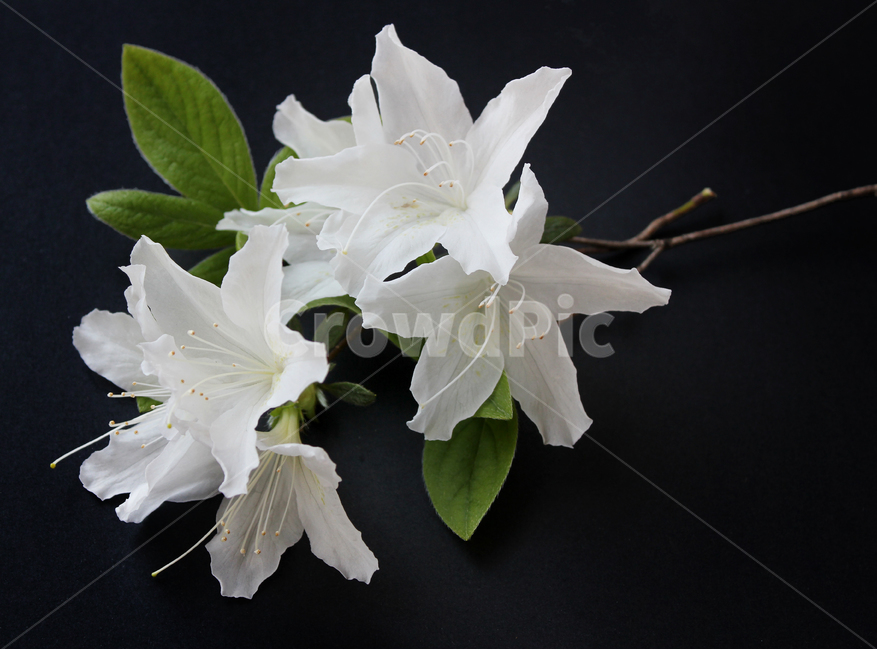azaleas,azaleasflowers,closeup,decoration,detail,flower,fresh,green,leaf,leaves,macro,natural,nature,plant,royalazaleablossom,whiteazaleasflowers,철쭉,철쭉꽃,클로즈업,디테일,꽃,신선한,그린,녹색,잎,나뭇잎,잎사귀,자연,식물,플라워,진달래,검은색,검정,블랙,꽃,flower,누끼,remove background