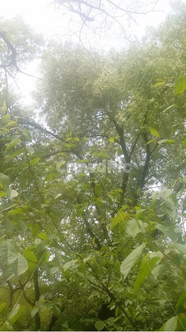 봄,계절,spring,나무,숲