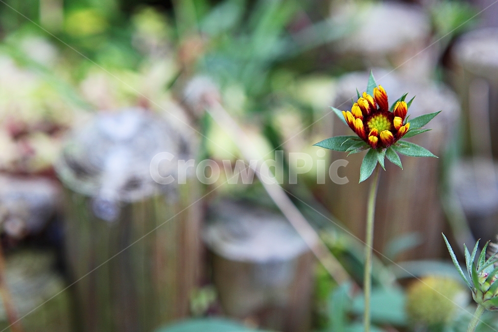 꽃,식물,자연,가을,가을꽃,공원,게절,화단,식물,자연,plants,nature,꽃,flower