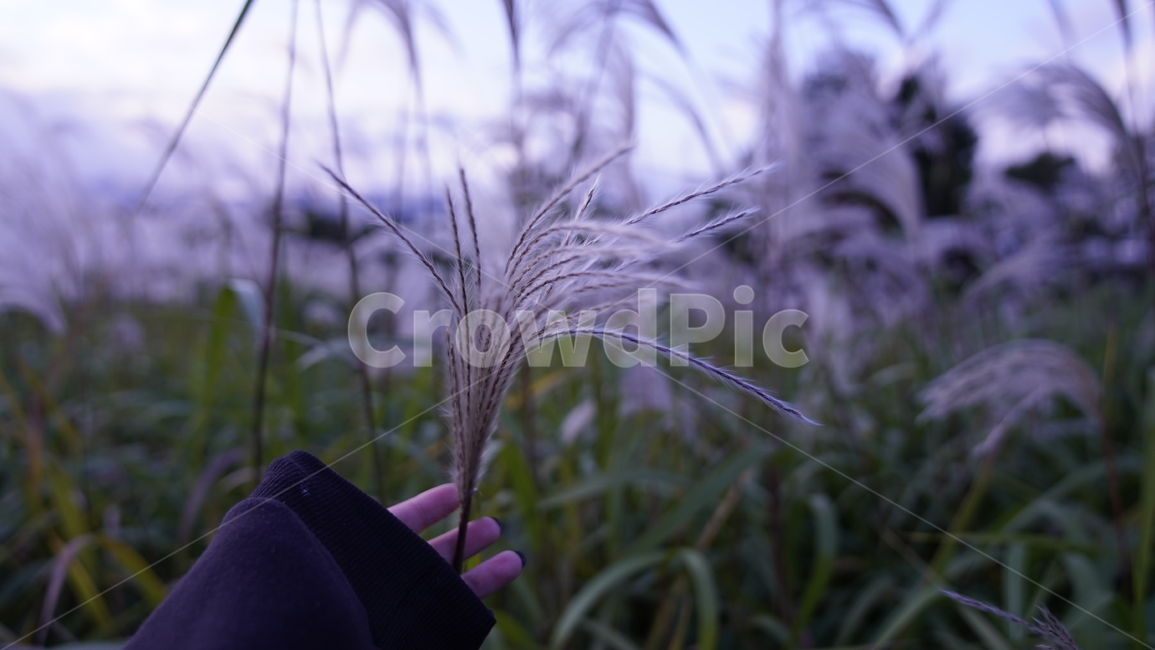 손,식물,갈대,감성샷,감성,새벽감성,가을,계절,fall,autumn,season,식물,자연,plants,nature,grass,잔디,plant